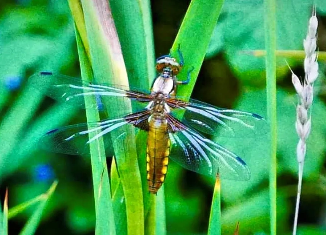 Finding dragonflies & dreams in a 300 year old maison!